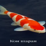 Кои Шаран