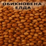 Обикновена Елда