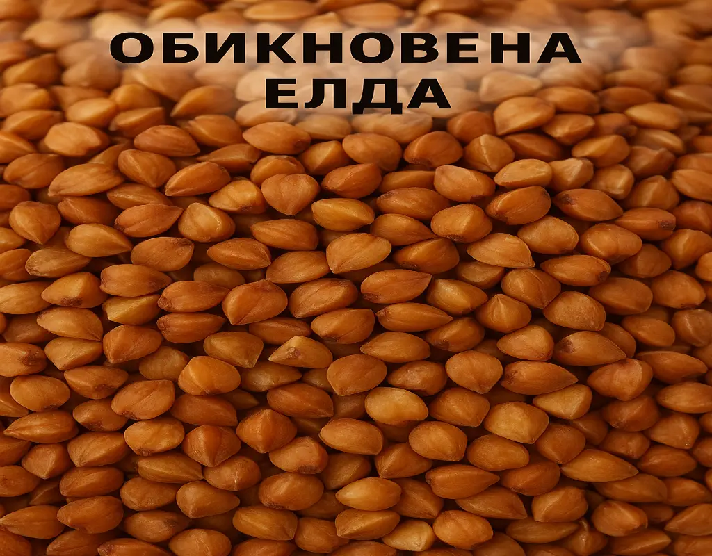 Обикновена Елда