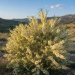 ракитовица